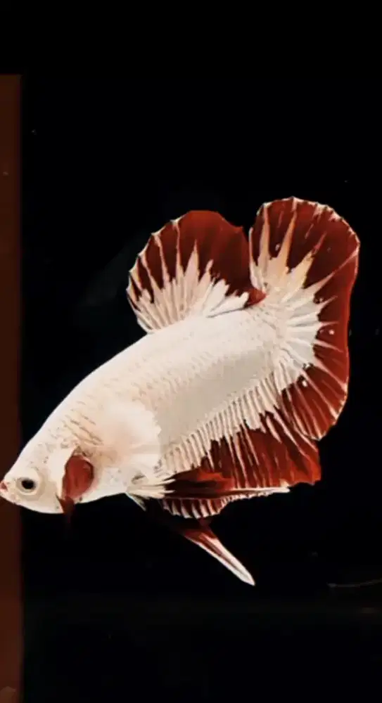 Ikan cupang hias halmoon