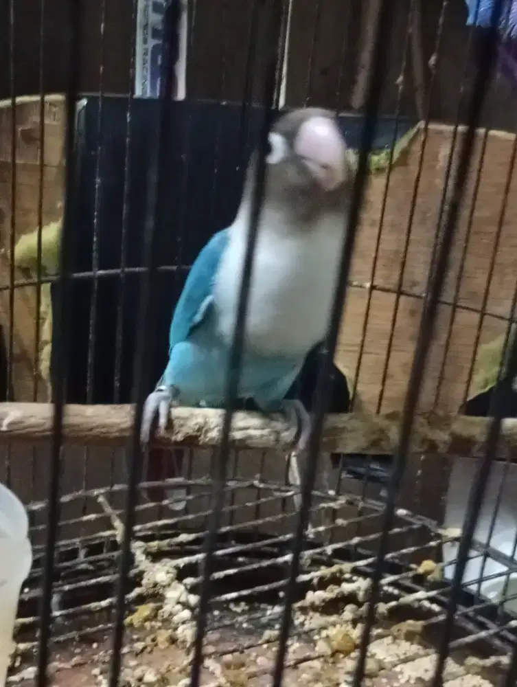 Burung lokbet magsi rajin bunyi