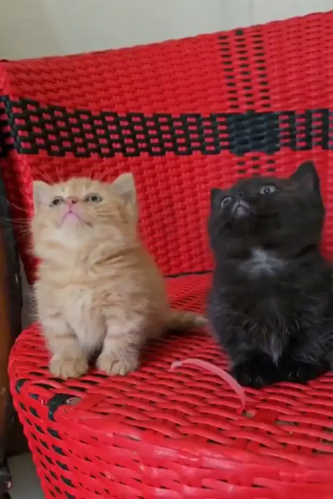 Kitten Munckhin 2 ekor