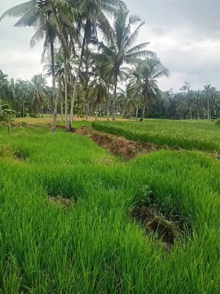 DIJUAL CEPAT TANAH SAWAH KOMERSIL