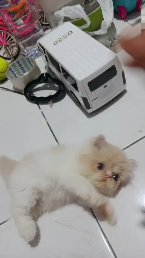 Gemoy jantan ke3  ny masing2   mahar ny