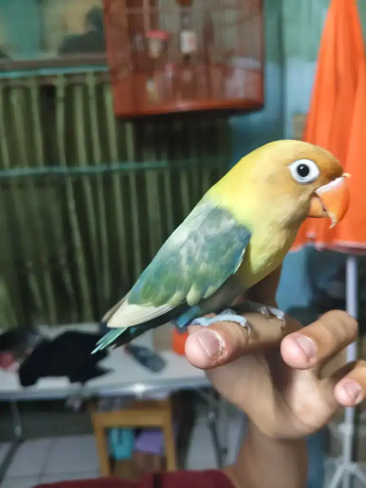 Love bird jinak