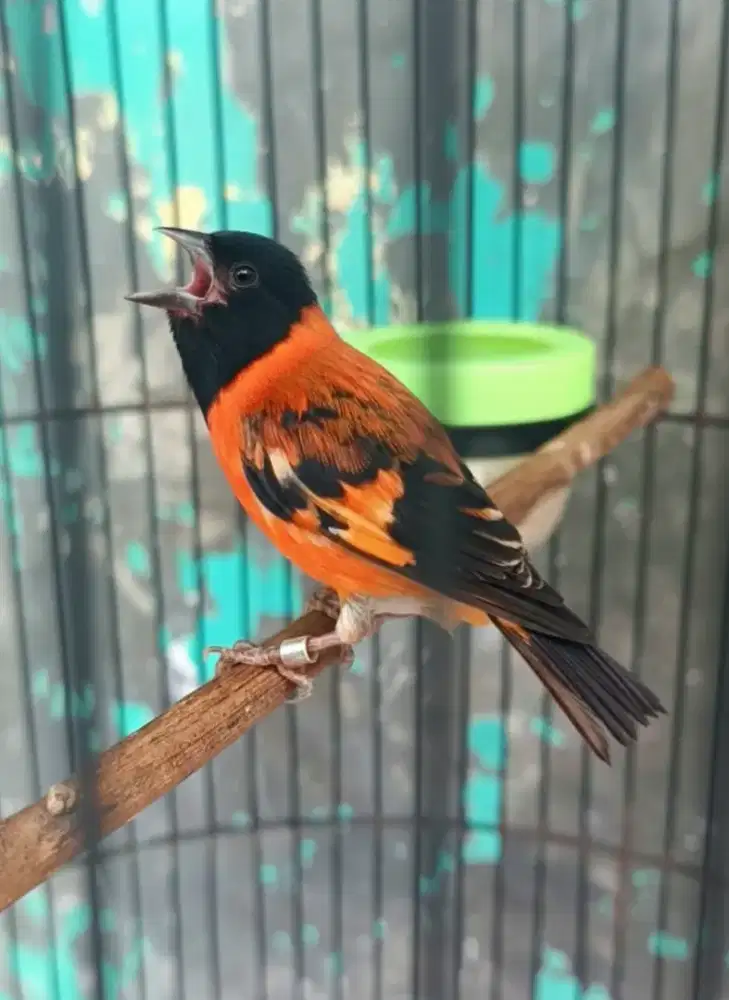 Red Siskin Classic Mapan Jantan