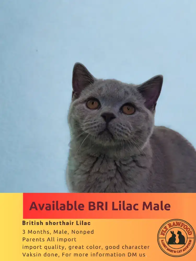 BSH ANAK KUCING BRITISH SHORTHAIR LILAC JANTAN IMPORT