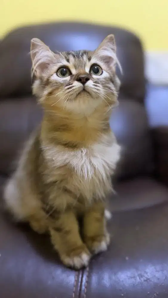 MAINECOON MIX PERSIA JANTAN TABBY