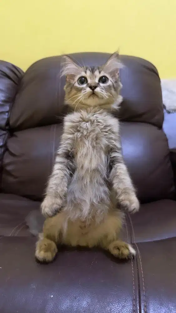 PERSIA MIX MAINECOON JANTAN