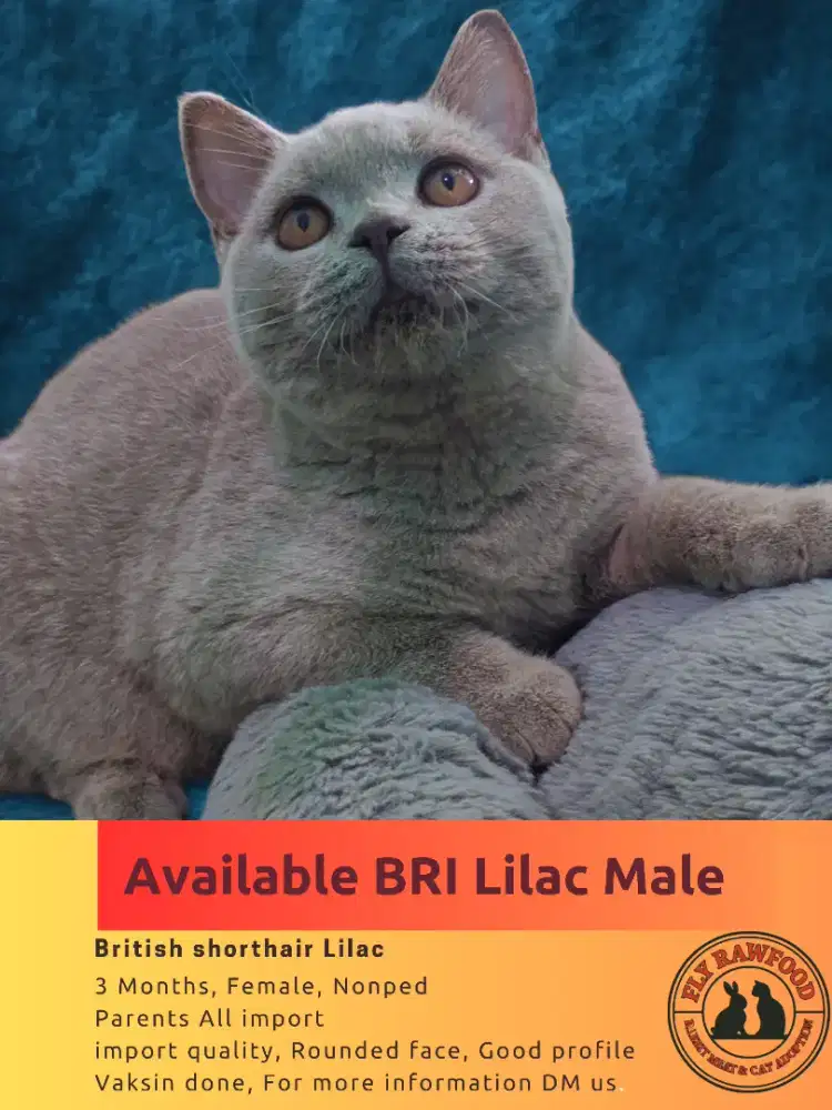 ANAK KUCING BSH BRITISH SHORTHAIR BETINA 3BULAN IMPORT