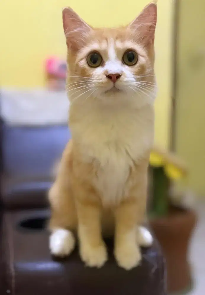 MAINECOON MIX PERSIA BETINA OREN RARE