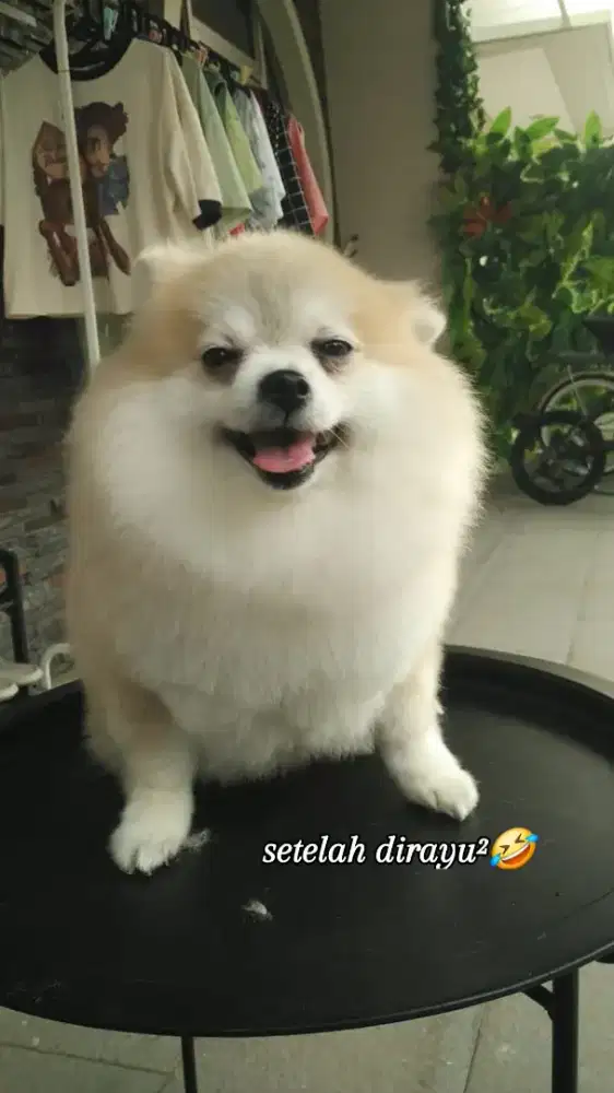 DICARI GROOMER LAKI-LAKI