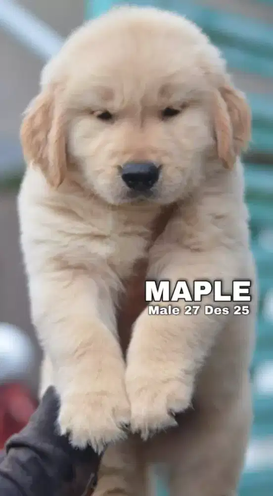 Golden ret jantan •MAPLE•