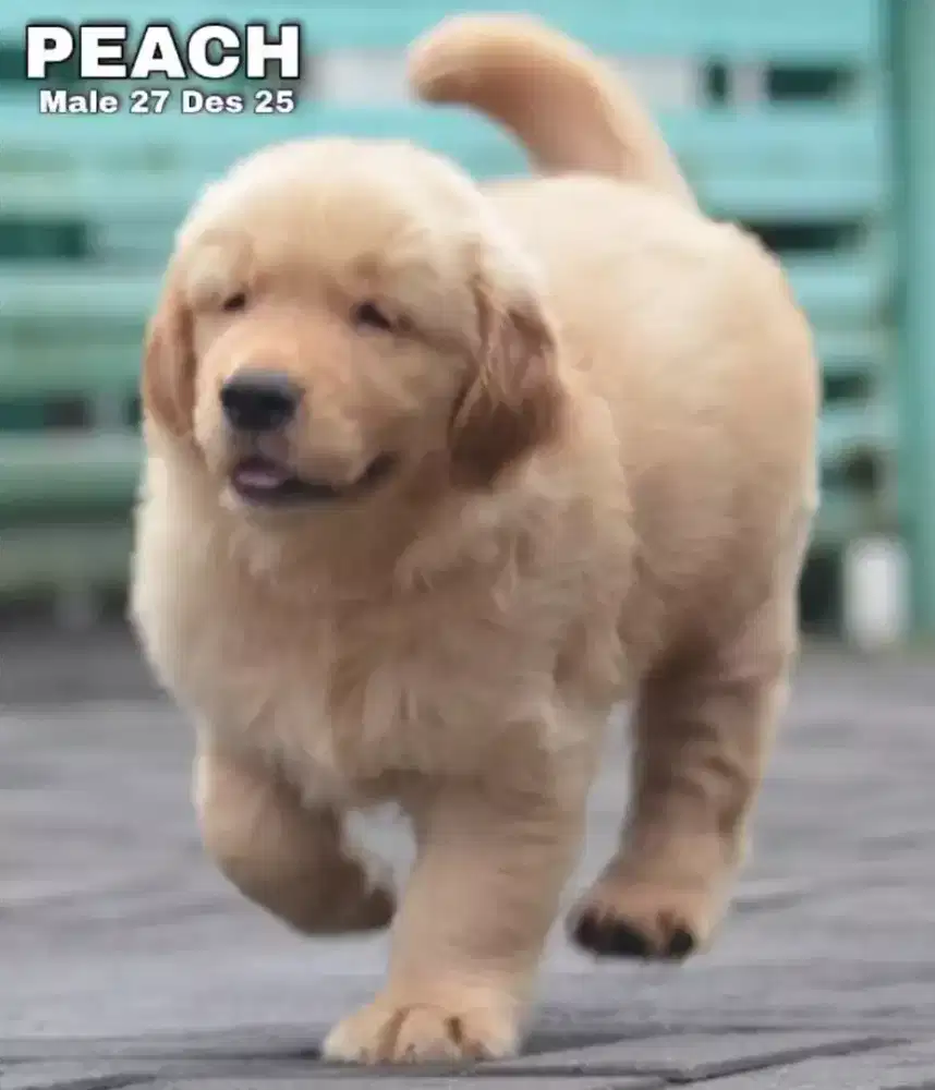 Golden ret jantan •PEACH•