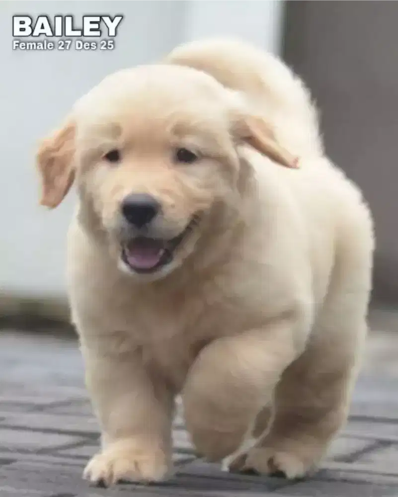 Golden ret betina •BAILEY•