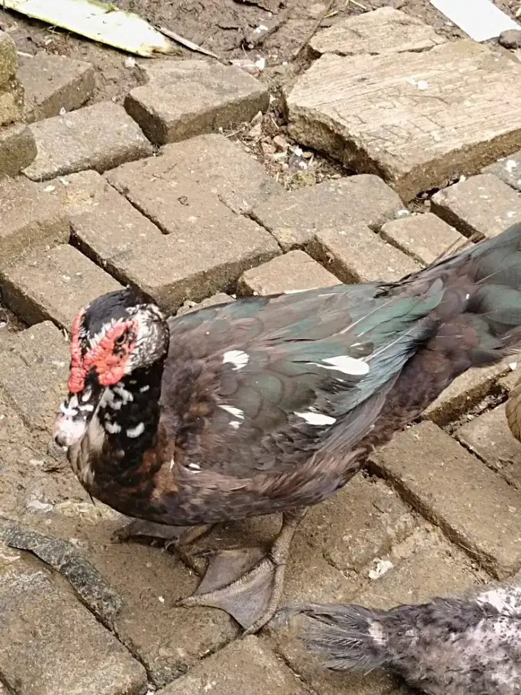 Entog dragon badongan jumbo