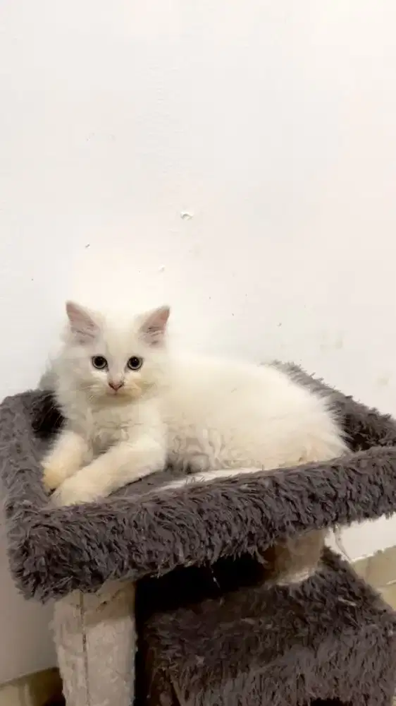 Kucing persia kitten
