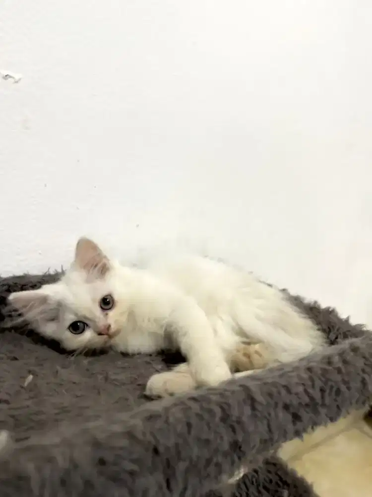 Kucing persia kitten