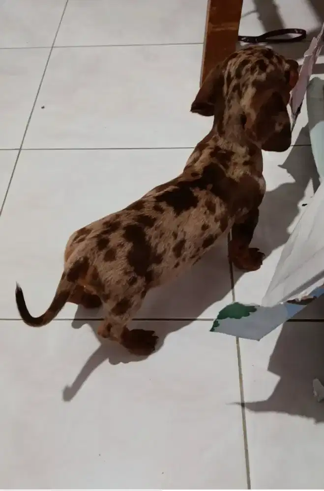 Anjing tekel dapple betina