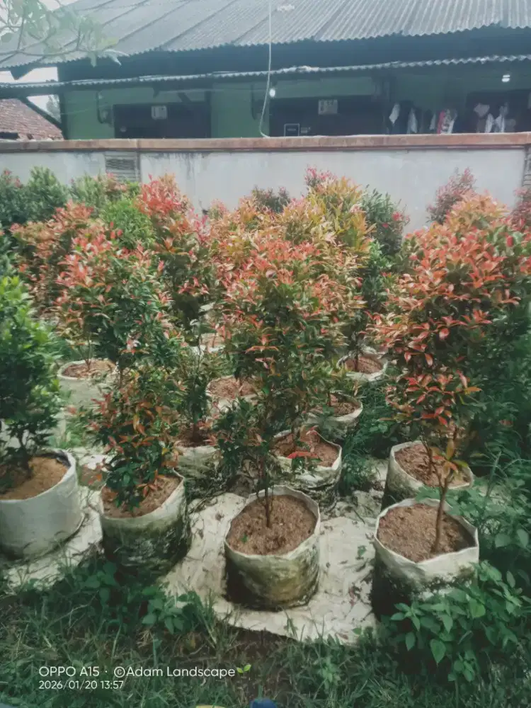 pohon pucuk merah