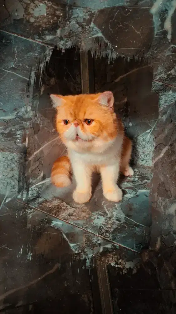 kucing peaknose exotic Shorthair