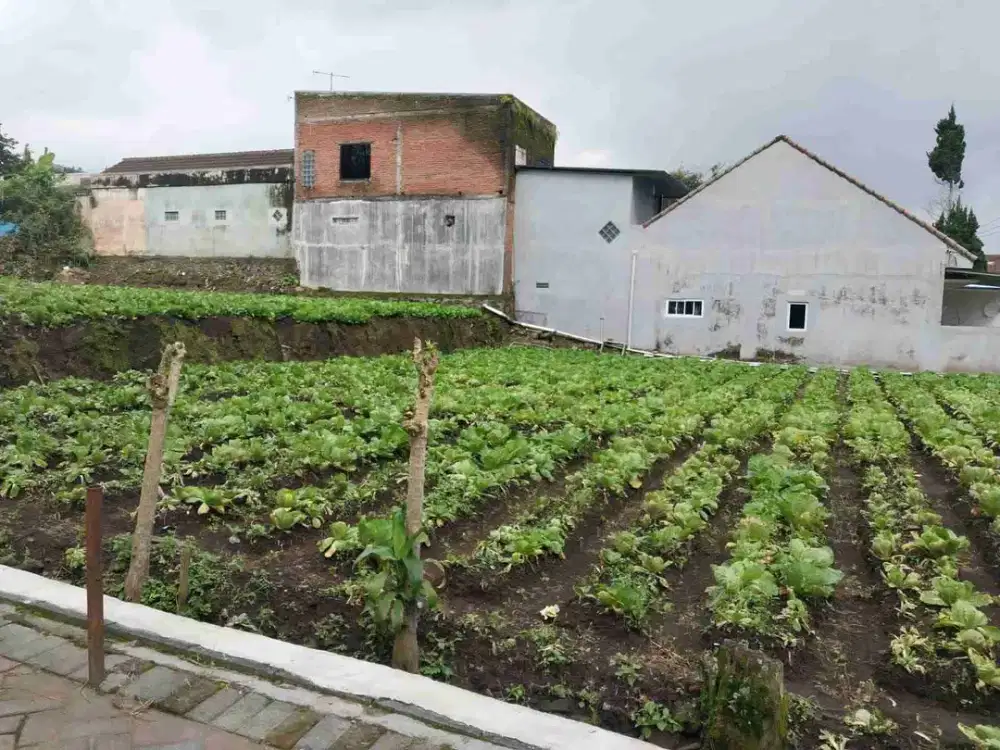 TANAH ASRI SELANGAKAH DARI PINTU GERBANG COBAN TALUN KOTA BATU