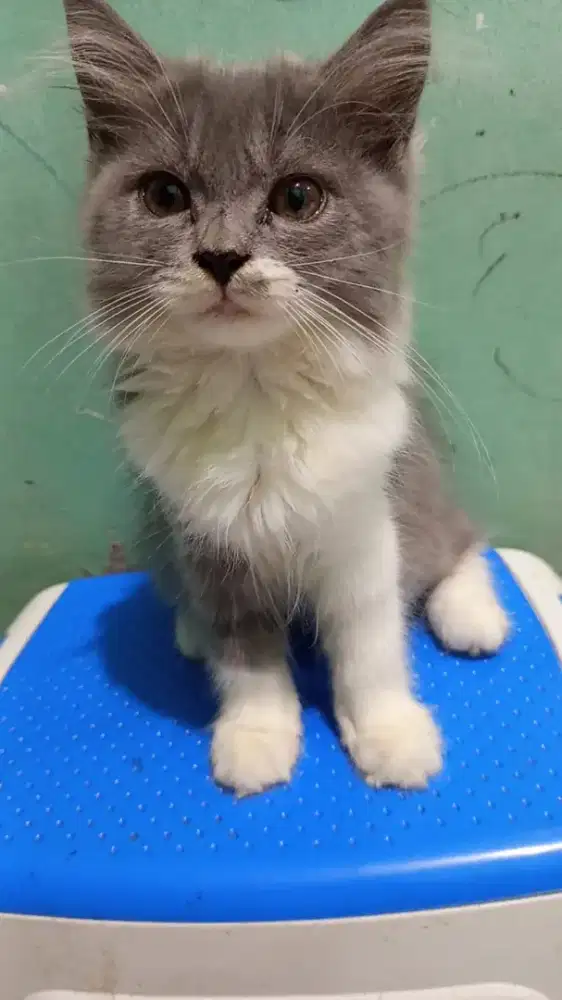 Lepas Adopsi BSH LongHair