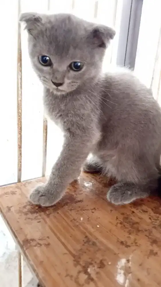 Lepas Adopsi BSH scotish Shorthair