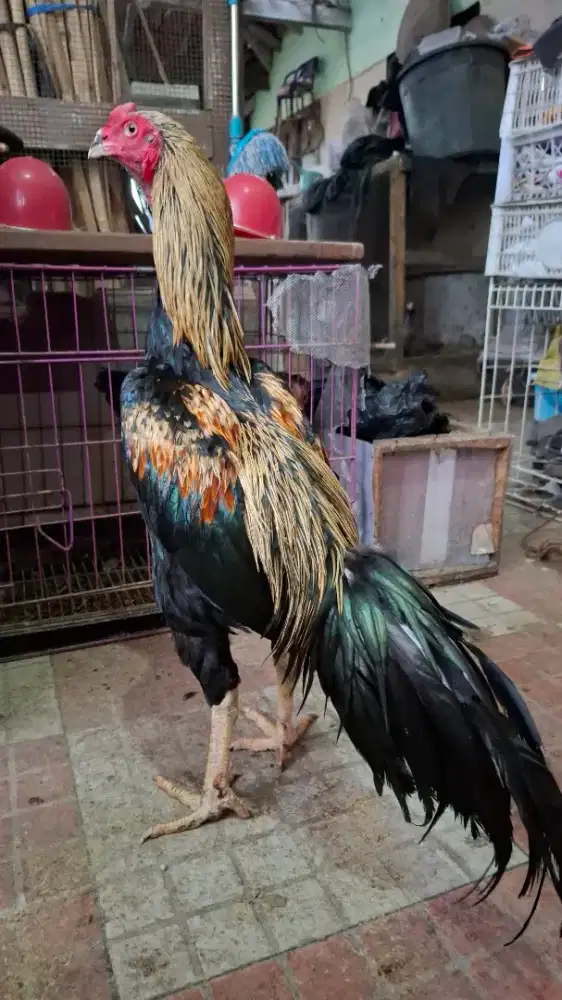 Ayam birkok muda