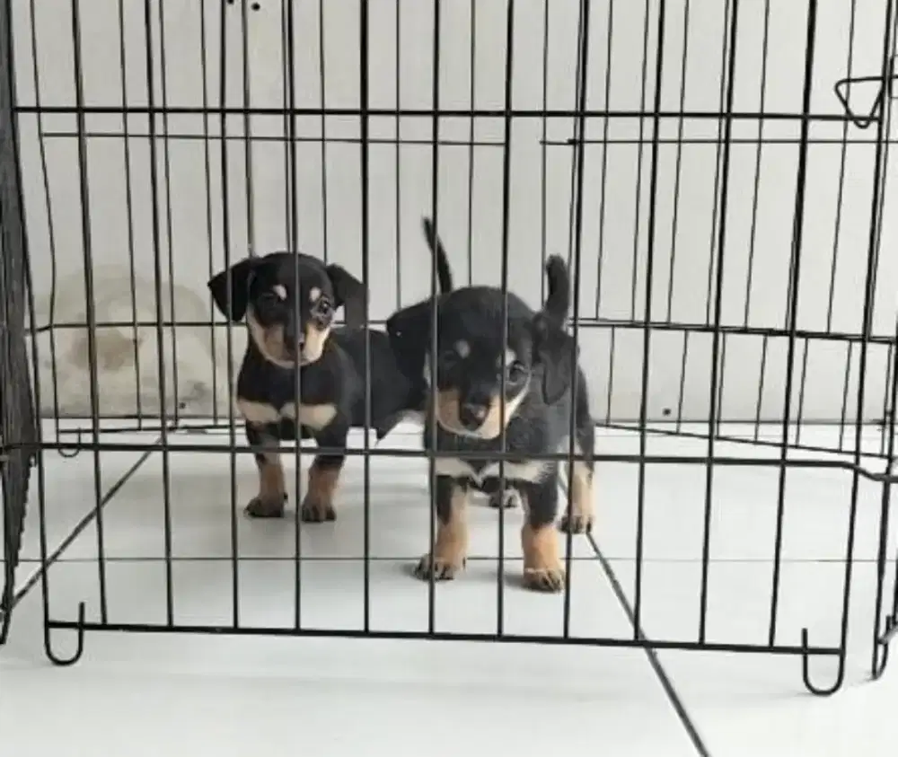 anakan tekkel mix betina dan jantan