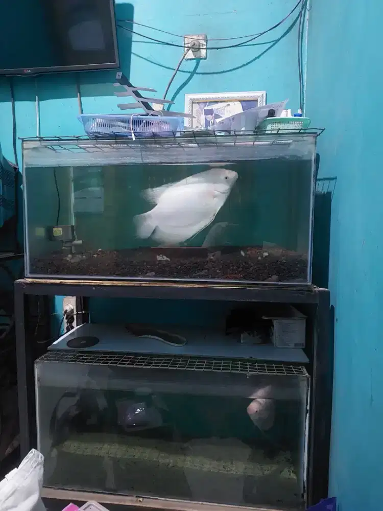Aquarium Bagus di Rangkapan Jaya