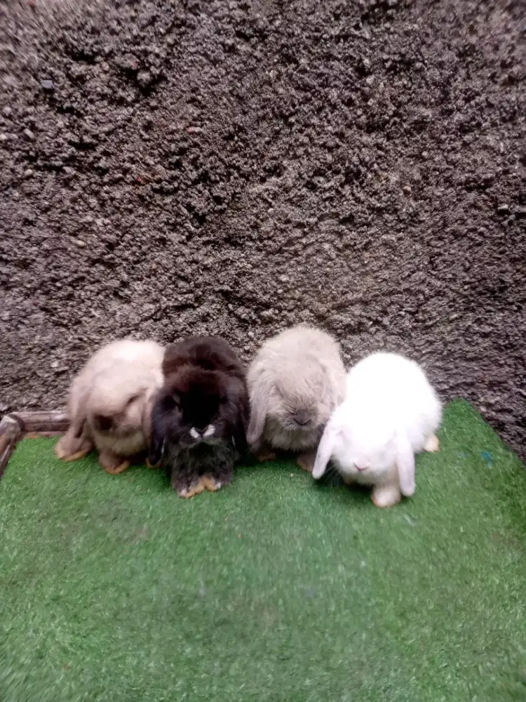 Kelinci Holland lop anakan