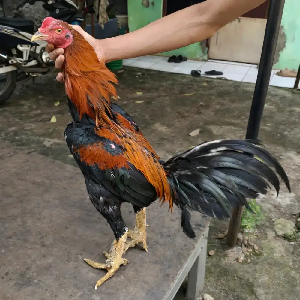 Ayam Bangkok clasik sisik buaya murni