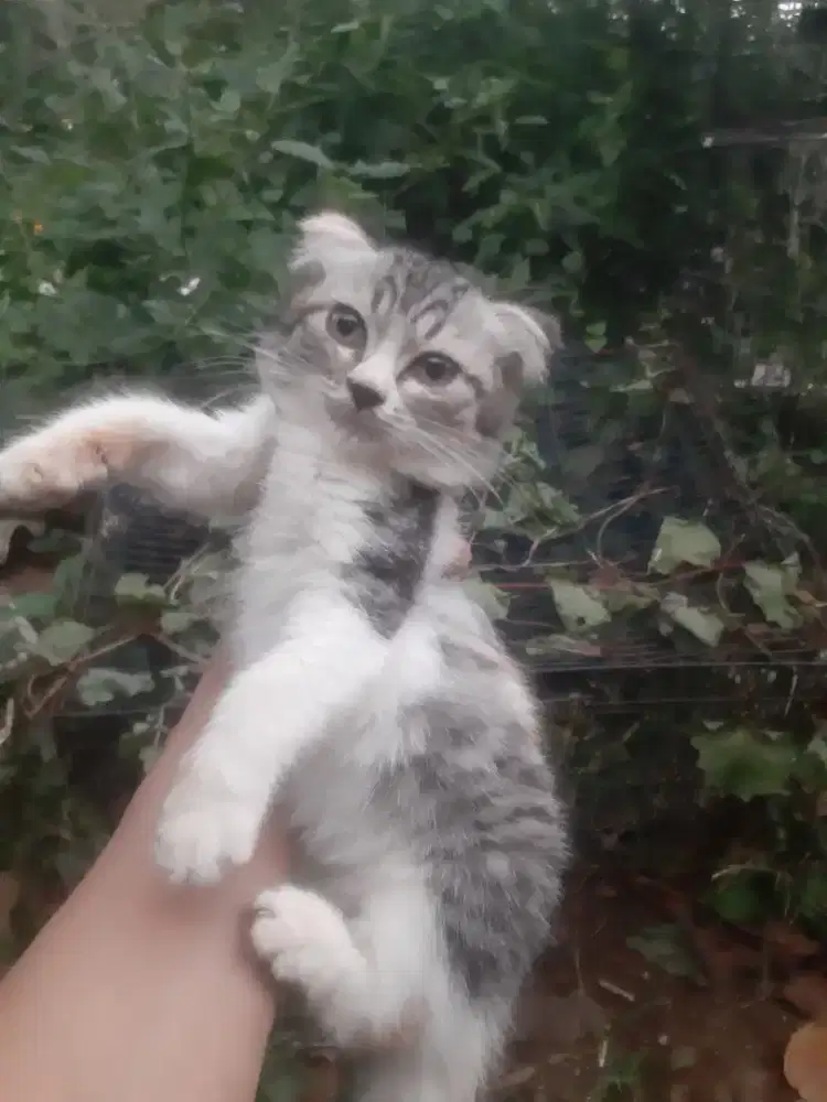 Kucing scottish fold bsh munchkin ragdol mainecoon peaknose himalaya