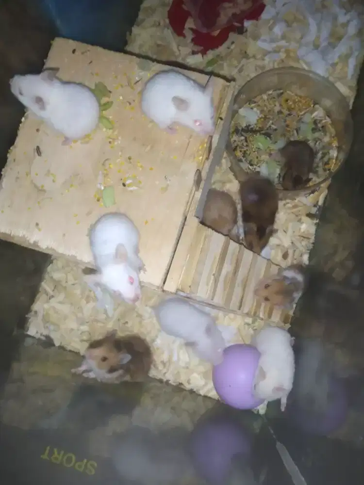 Hamster syrian anakan n dewasa
