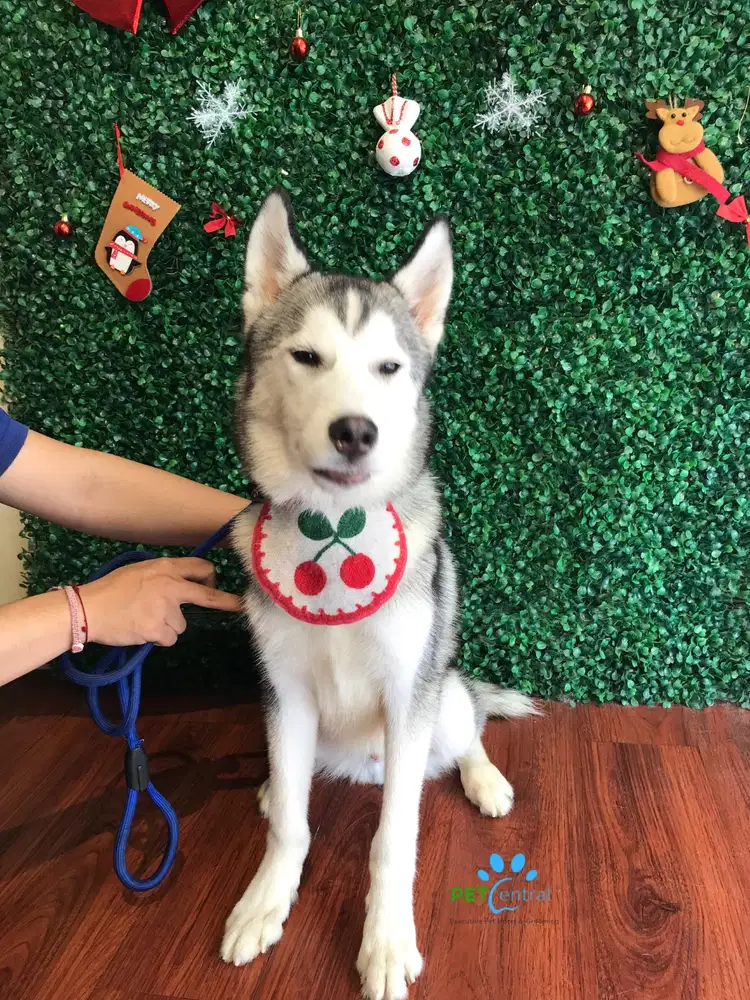 anjing umur 7 bulan sepasang