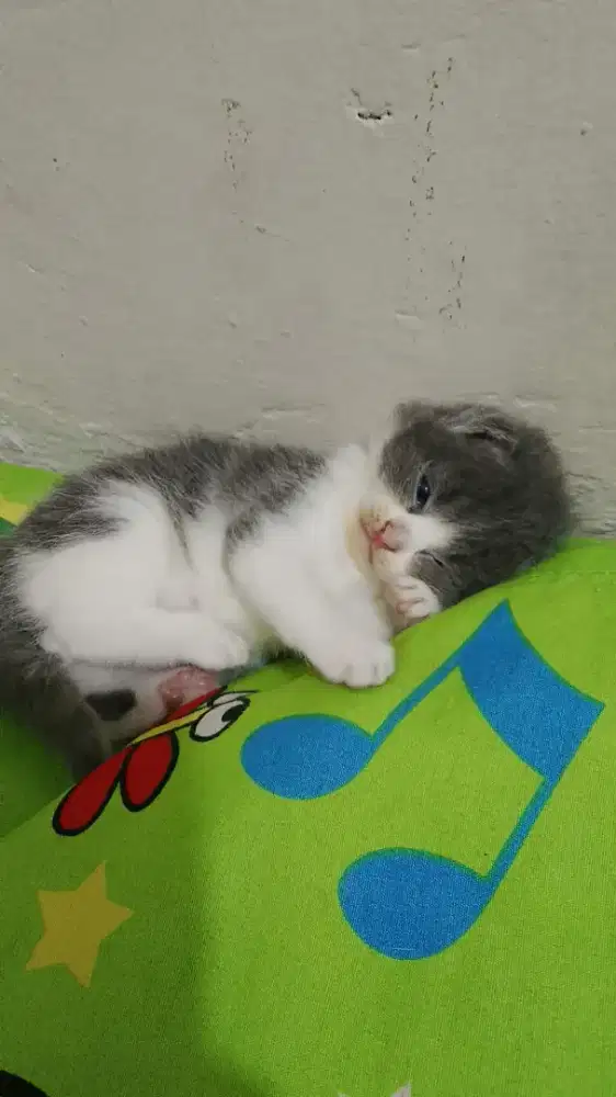 Kitten British Shorthair pure