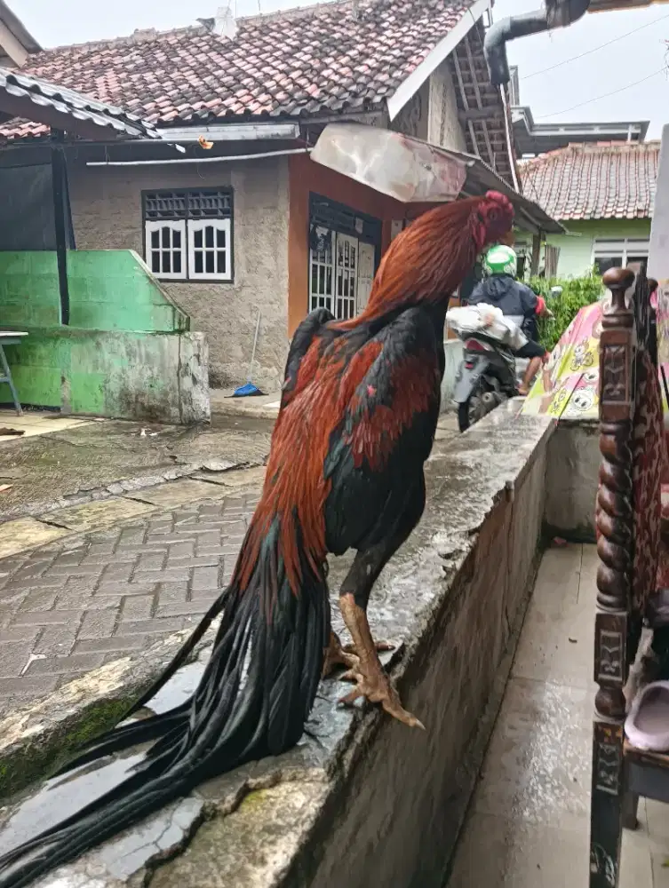 AYAM EKOR LIDI MUDA