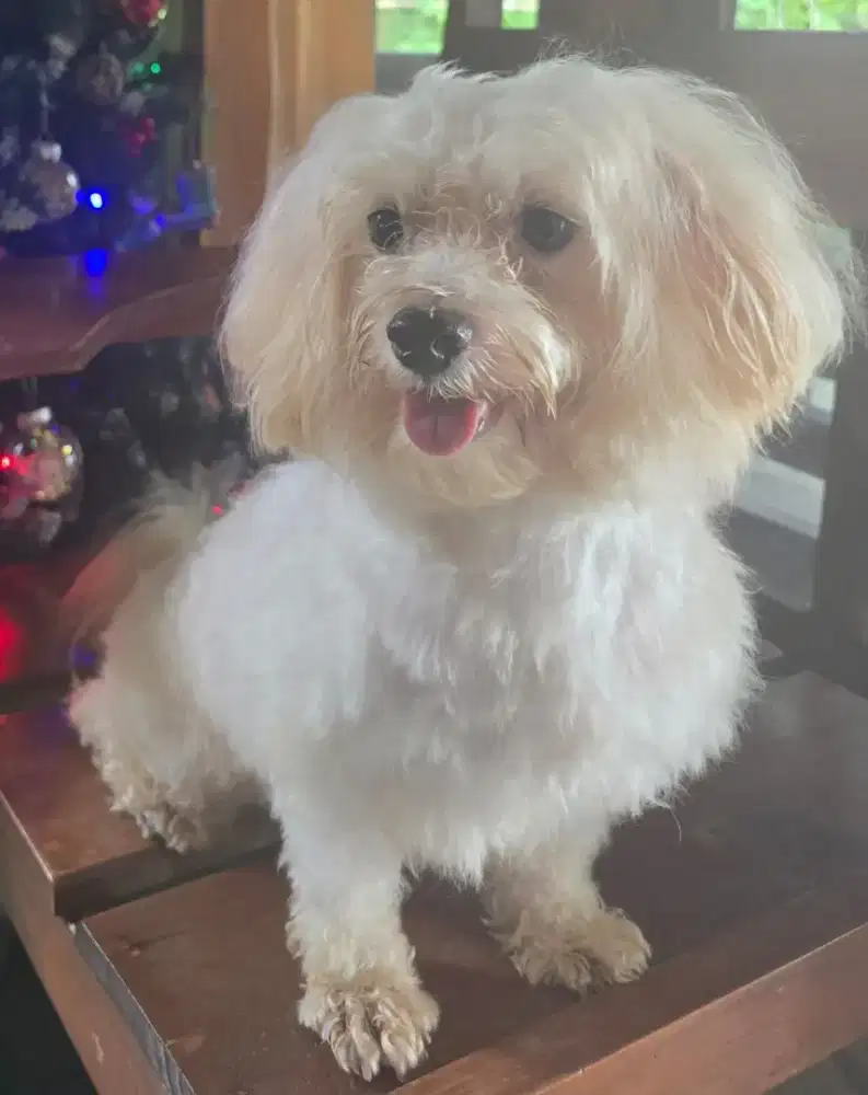 Maltese Jantan Sehat & Manja – Vaksin Lengkap + Stambum