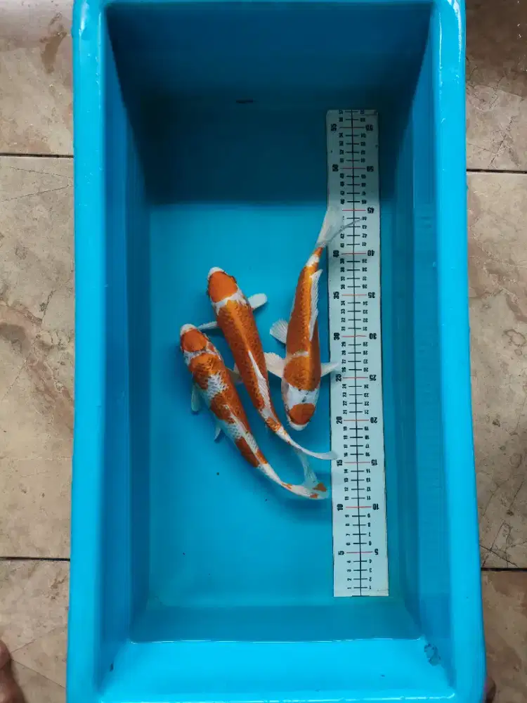 Ikan koi jenis tancho gosinki