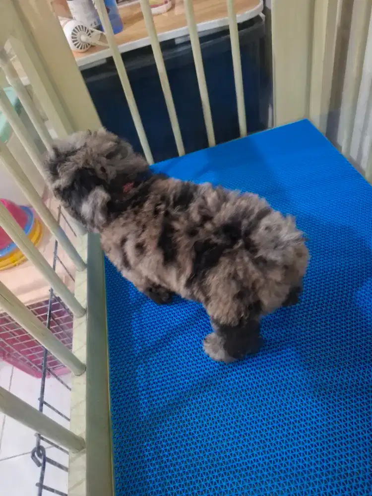 Poodle merle choco jantan betina