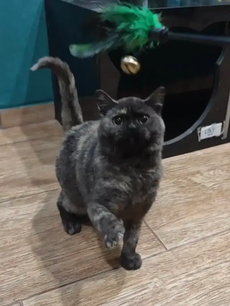 Boneka BSH Choco tortie gemoy