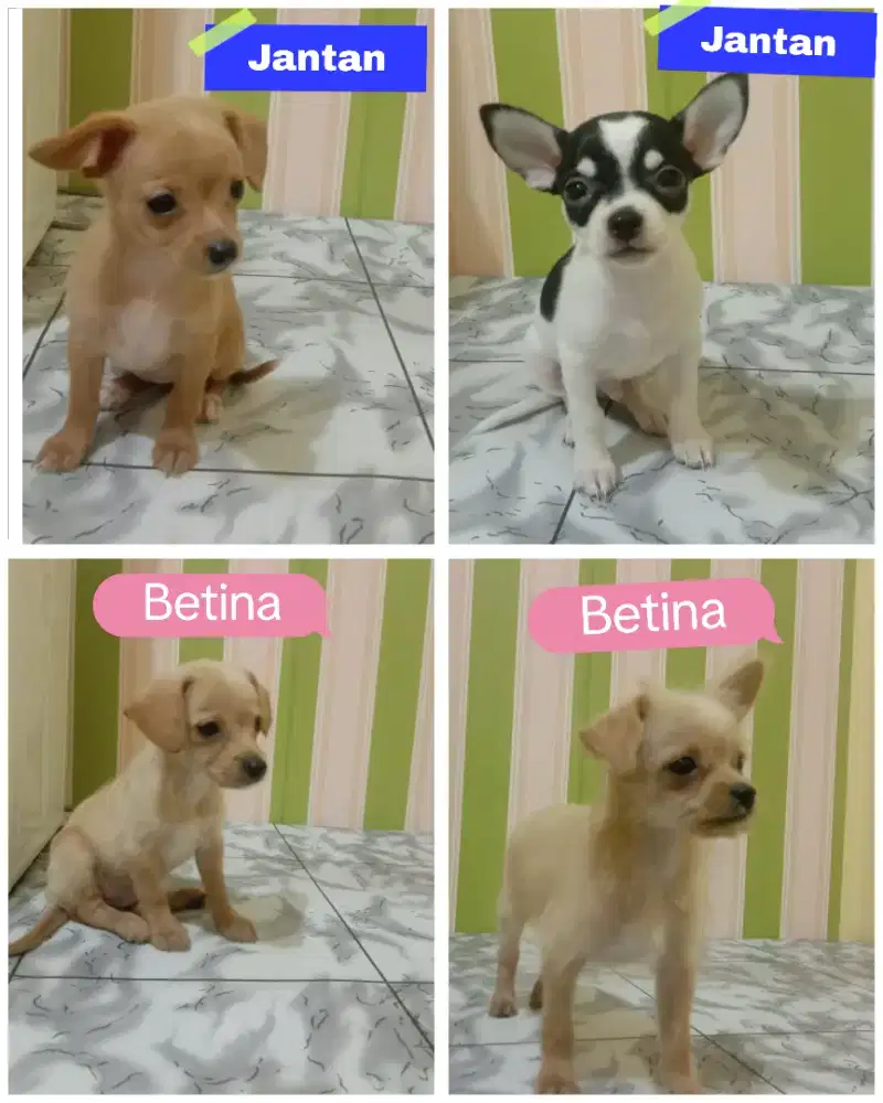 3 Chihuahua  mix poodle, 1 ori chihuahua