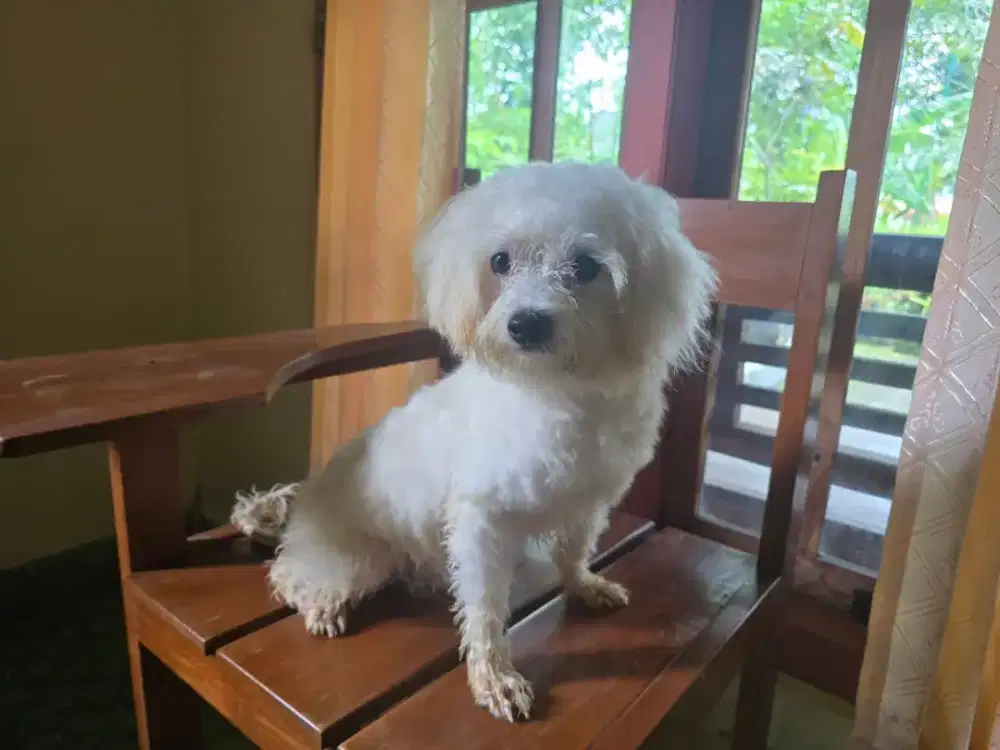Anjing Maltipoo jantan