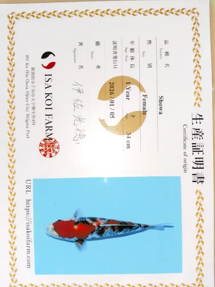 Ikan koi jenis Showa import sertifikat 33cm