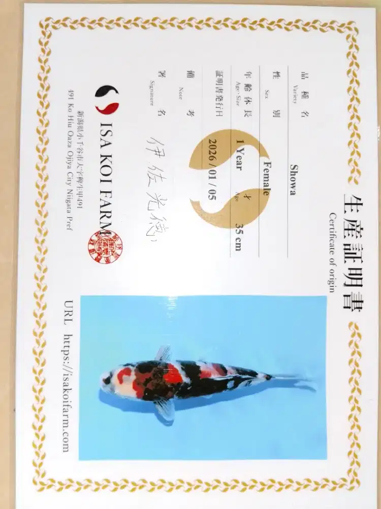 Ikan koi import sertifikat jenis Showa 37cm