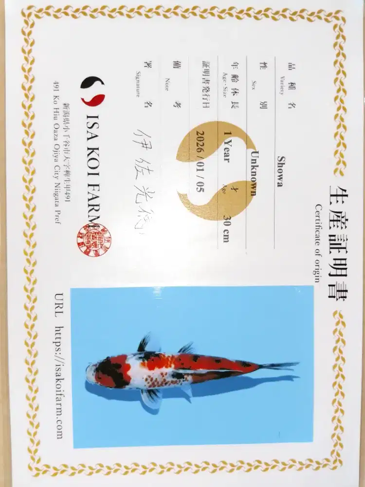 Ikan koi import sertifikat jenis Showa Kanoko 32cm