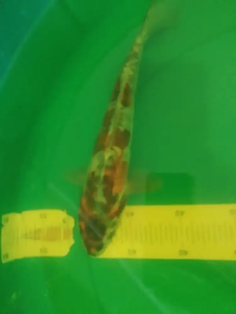 Ikan koi jenis Kikokuryu 29cm bagus