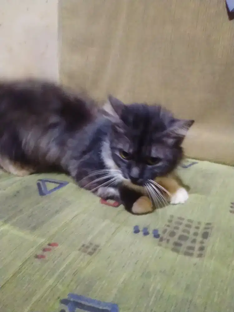 Kucing Persia + kandang