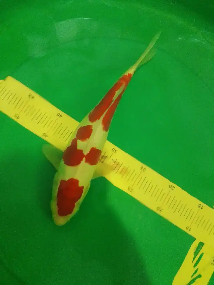 Ikan koi jenis Kohaku Doitsu 34cm HQ