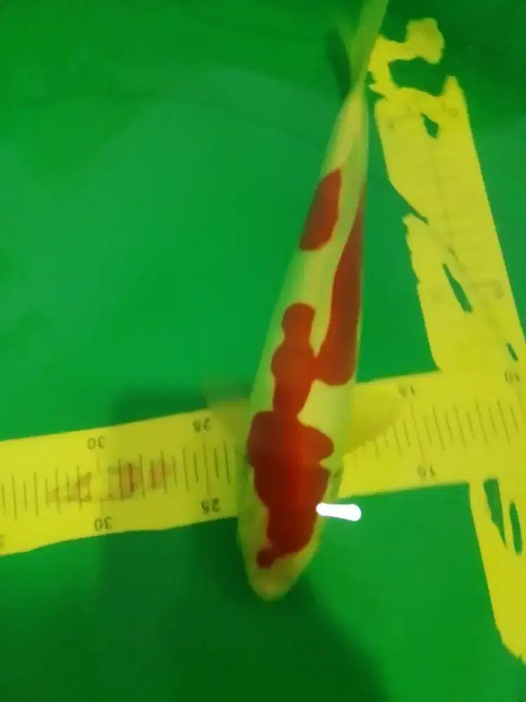 Ikan koi jenis Kohaku Doitsu 32cm HQ