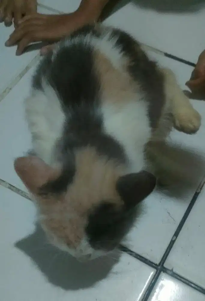 Kucing anggora betina
