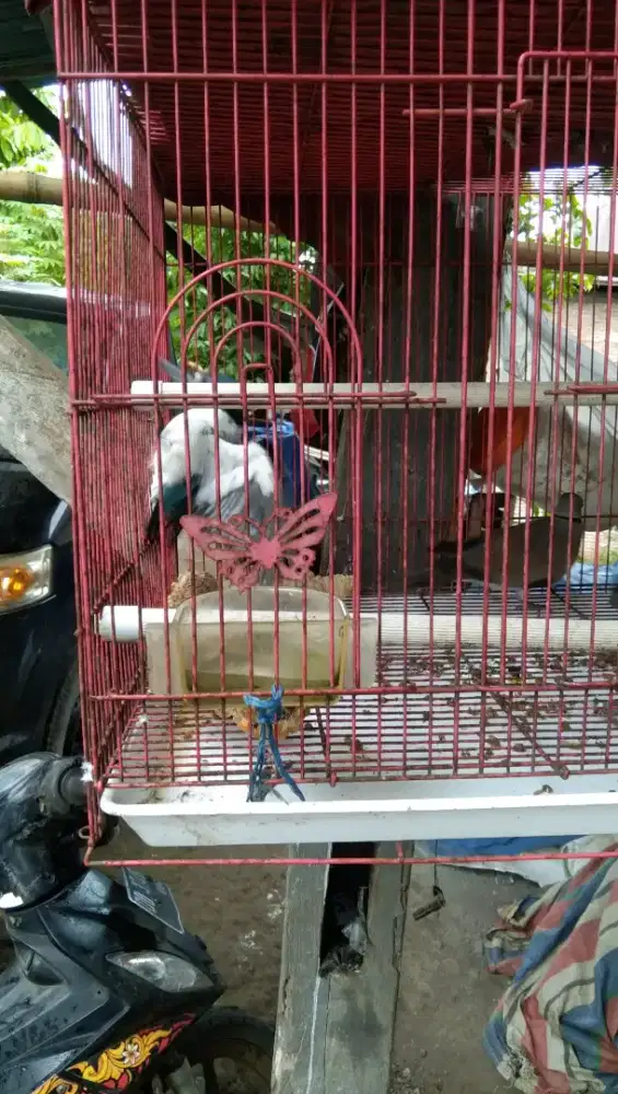 Jual burung tekukur dan jikki darat